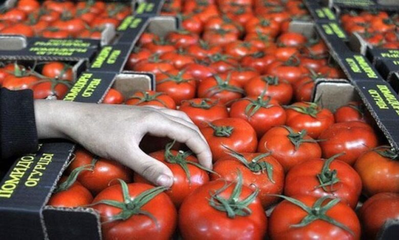 المغرب ثاني أكبر مورّد للطماطم إلى الاتحاد الأوروبي في 2025