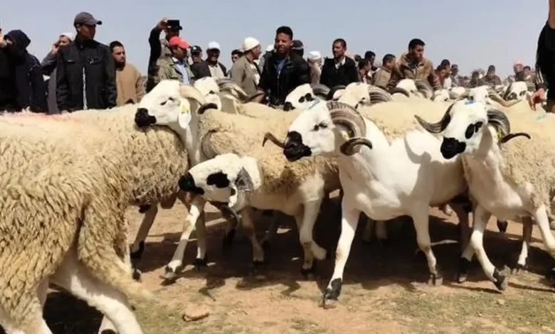 فلاحو المغرب: الحرب مع إيران لن تؤثر مباشرة على أسعار أضاحي العيد 1 فلاحو المغرب: الحرب مع إيران لن تؤثر مباشرة على أسعار أضاحي العيد