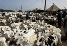الجزائر تطلق مناقصة لاستيراد مليون رأس غنم من موريتانيا لتعويض النقص في القطيع الوطني