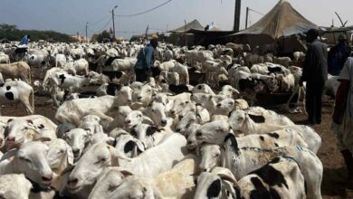 الجزائر تطلق مناقصة لاستيراد مليون رأس غنم من موريتانيا لتعويض النقص في القطيع الوطني