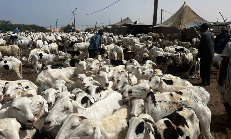 الجزائر تطلق مناقصة لاستيراد مليون رأس غنم من موريتانيا لتعويض النقص في القطيع الوطني