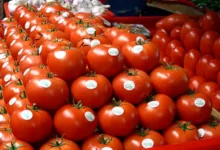المغرب ثاني أكبر مصدر للطماطم للاتحاد الأوروبي في 2025