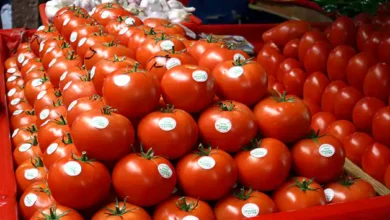 المغرب ثاني أكبر مصدر للطماطم للاتحاد الأوروبي في 2025 2 المغرب ثاني أكبر مصدر للطماطم للاتحاد الأوروبي في 2025