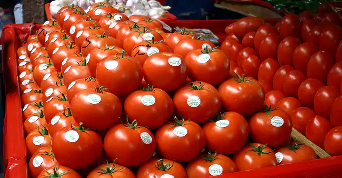 المغرب ثاني أكبر مصدر للطماطم للاتحاد الأوروبي في 2025