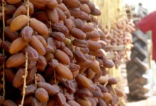 تونس تسجل محصولاً قياسياً من التمور يتجاوز 404 آلاف طن في موسم 2025-2026