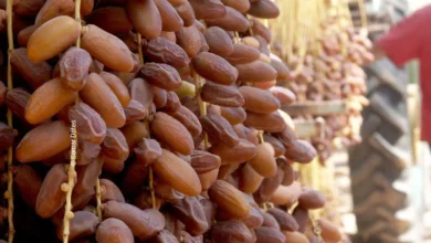 تونس تسجل محصولاً قياسياً من التمور يتجاوز 404 آلاف طن في موسم 2025-2026