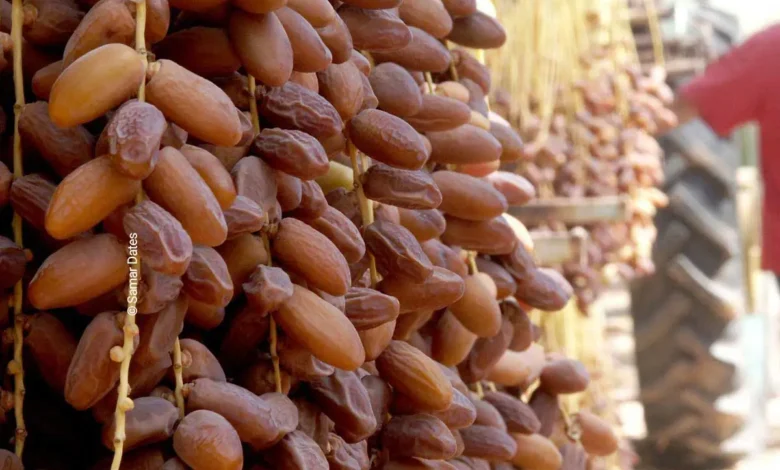 تونس تسجل محصولاً قياسياً من التمور يتجاوز 404 آلاف طن في موسم 2025-2026